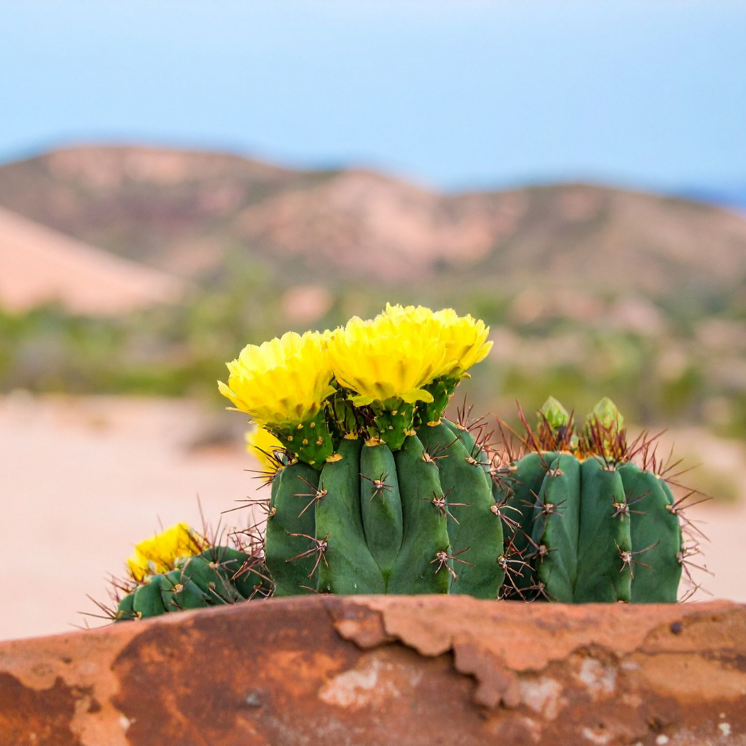 Ways to Live Van Life During Spring