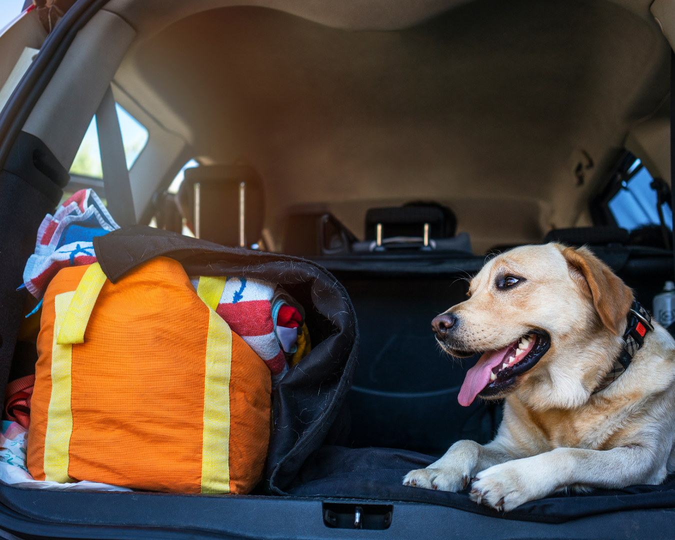 Tips for Traveling With Your Furry Friend