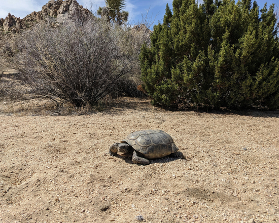 Plantlife And Animals That Live In The High Desert
