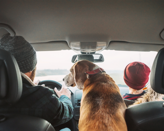 The Top 10 Pets for VanLife And How to Live Comfortably With Them on the Road